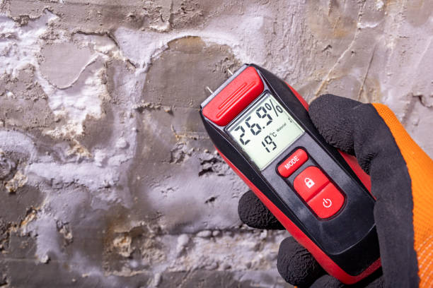 Best Affordable Mold Removal  in Hammond, WI