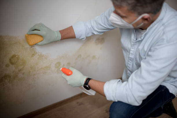 Best Black Mold Removal  in Hammond, WI