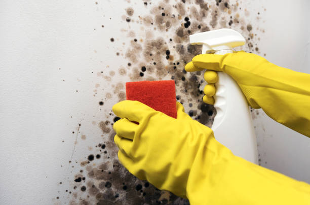 Best Crawl Space Mold Removal  in Hammond, WI