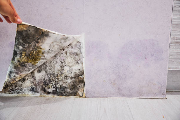 Best Toxic Mold Removal  in Hammond, WI